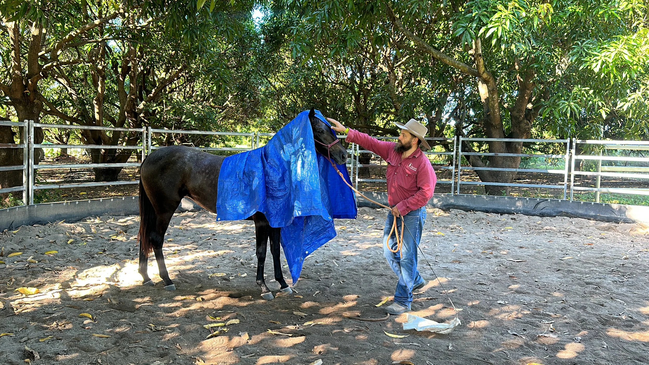 Woodstock Colt Starting Clinic