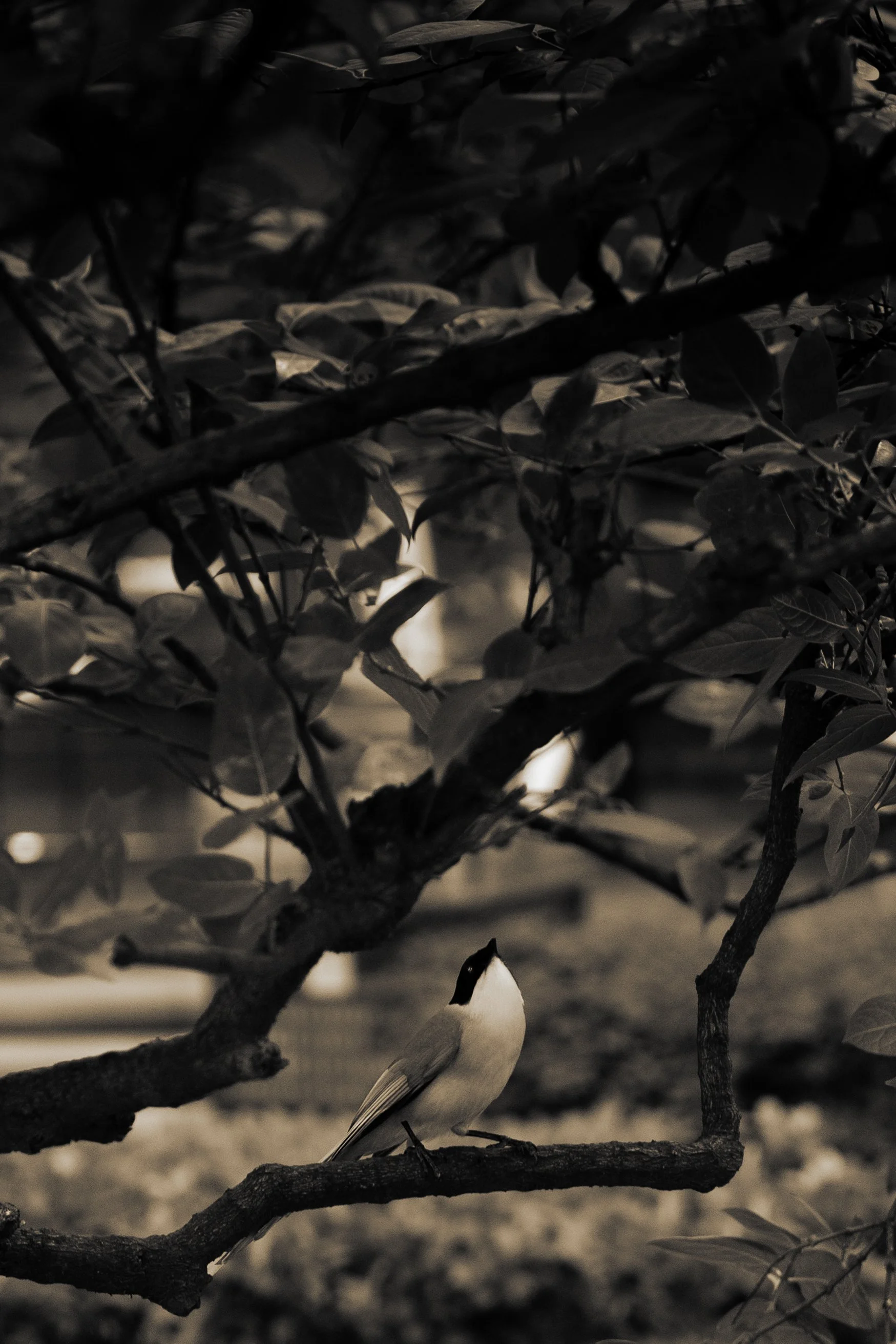 DSC09969_1 copy.jpg