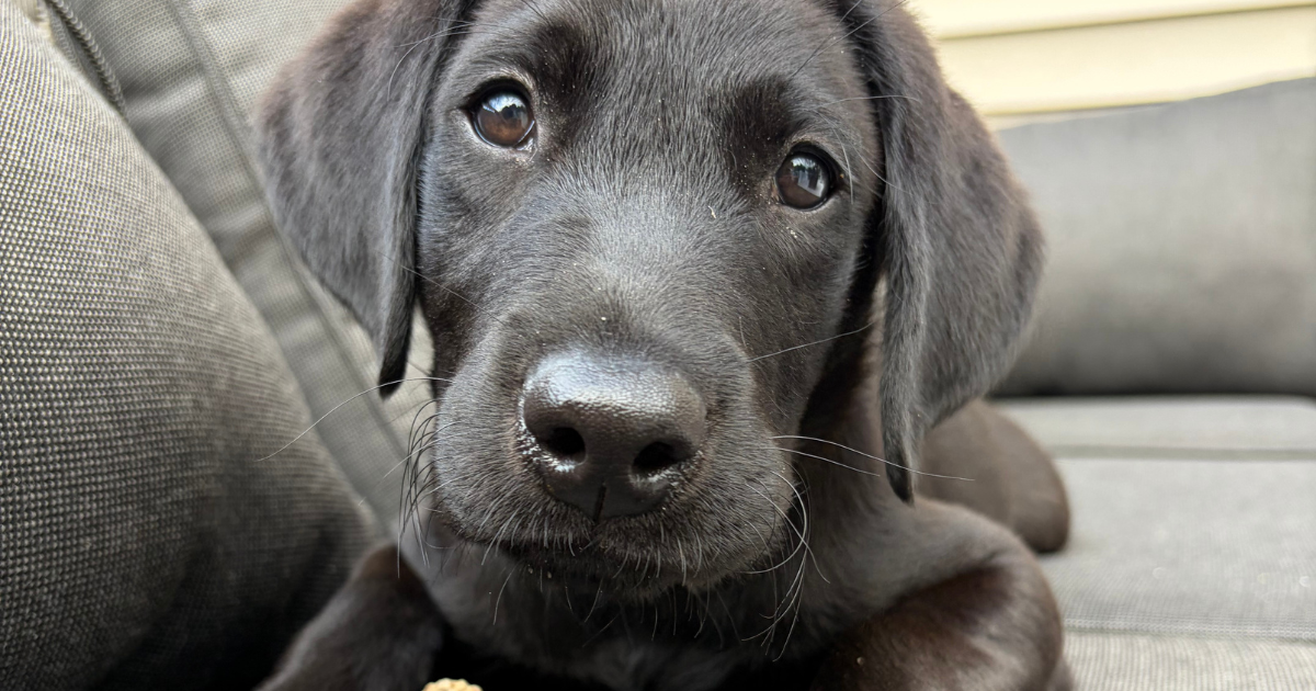 Paws, Progress, and Purpose: Meet Ray, Our Therapy Dog in Training