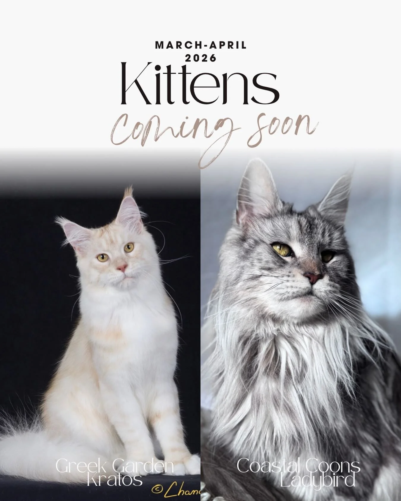 We have another expecting mother due very soon. Ladybird is due late March/early April. We purposely planned these litters 2 weeks apart so there weren&rsquo;t so many new borns. This litter is also fathered by the wonderful Greek Garden&rsquo;s Krat