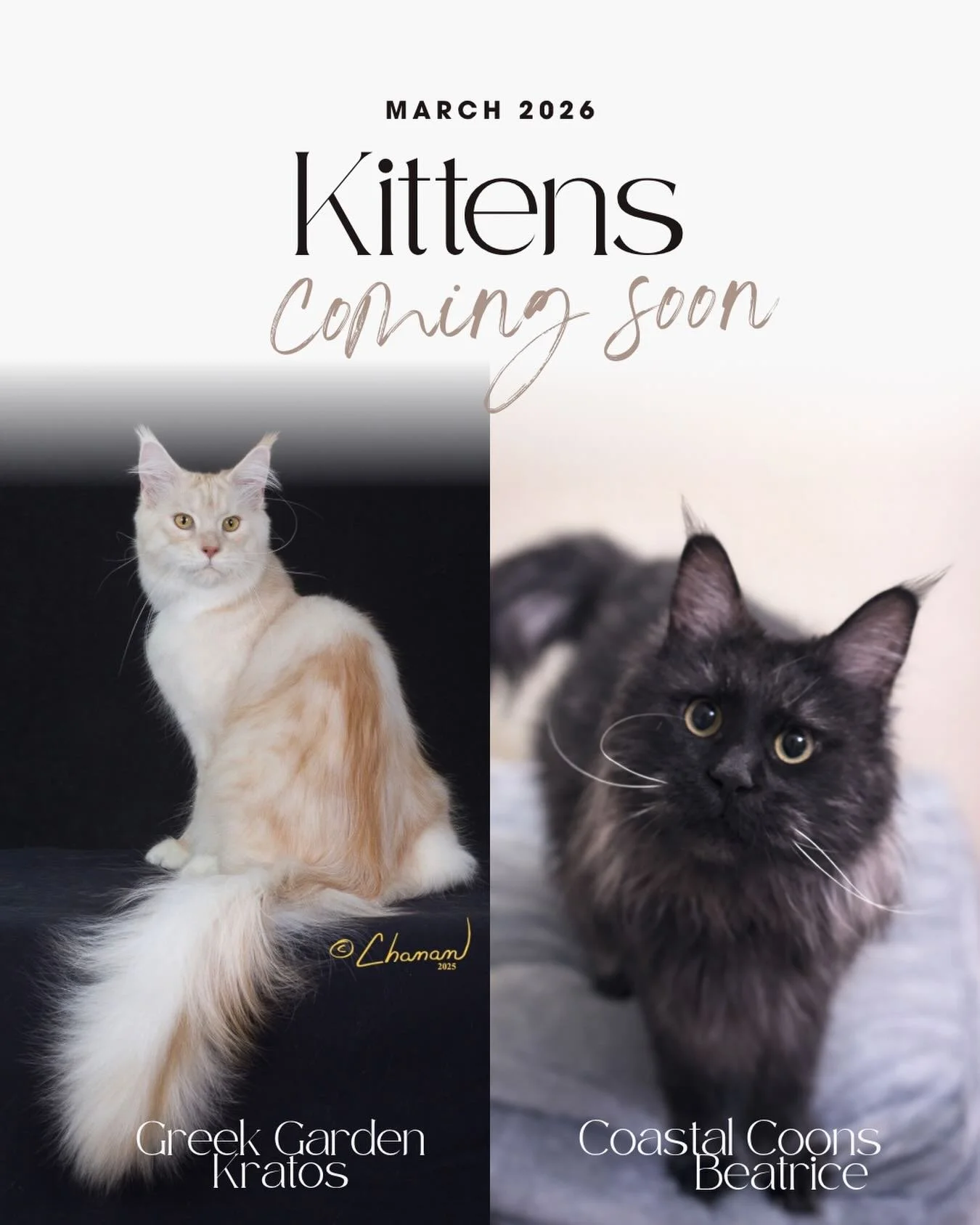 LITTER ANNOUNCEMENT!!!

We are excited to share that are gorgeous Black Smoke Queen, Beatrice, is expecting, and very very soon.

This will be my first litter in over a year, and I&rsquo;m truly honored to have the sire be the one and only Greek Gard