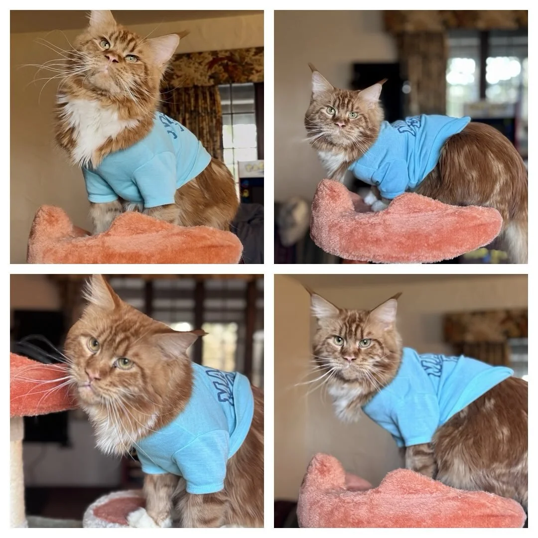 He puts the cute in majestic 

#mainecoon #catsofinstagram