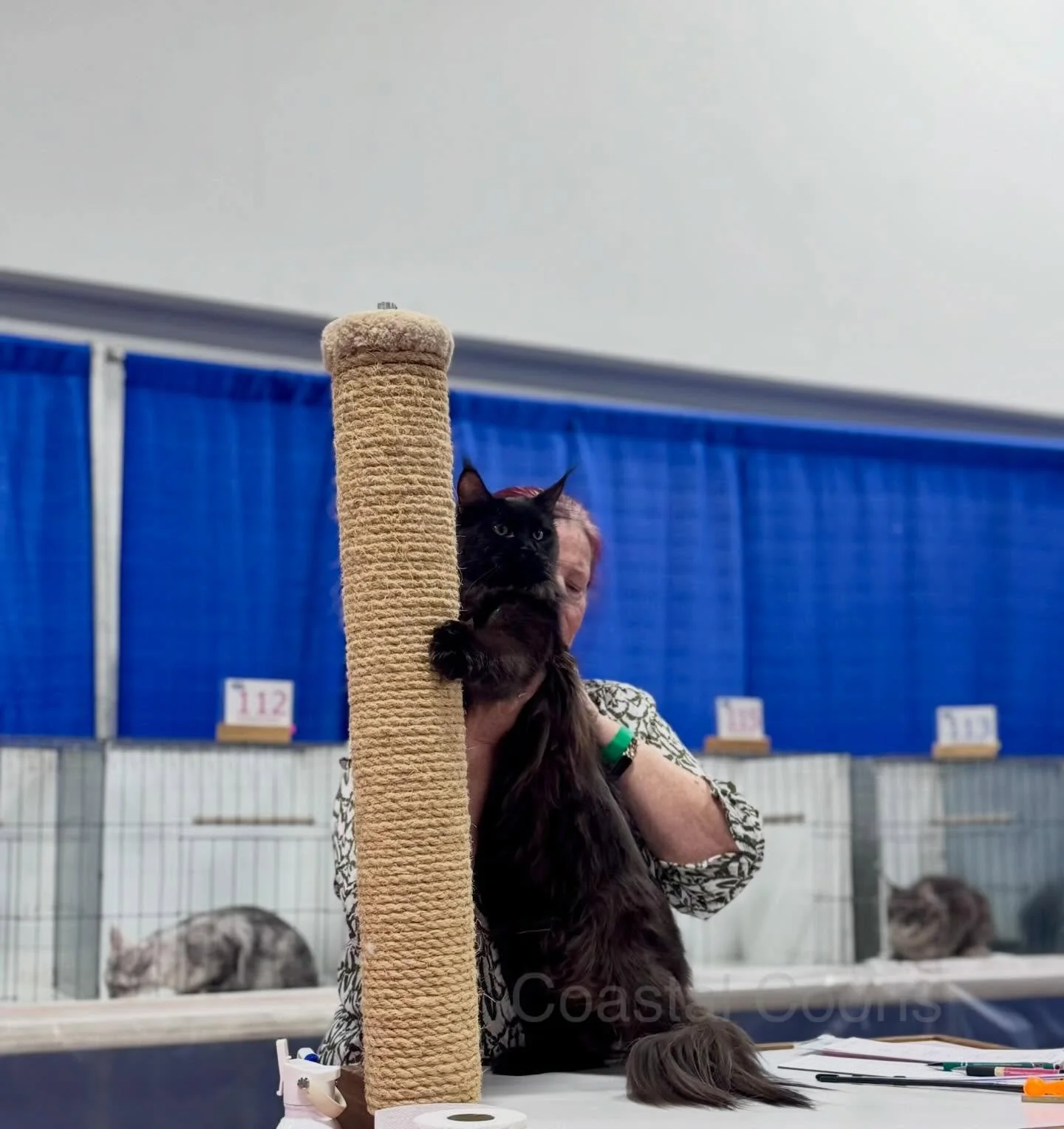 Willow&rsquo;s third and final show. I was going to wait and announce this when her title came in but I&rsquo;m too excited. Willow CHAMPIONED at her last show in New York. She is now a TICA Champion. It&rsquo;s so exciting because she is my first an