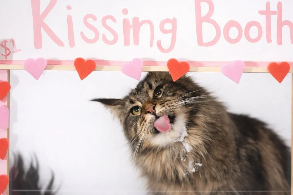 🤍🩷Xoxo from Coastal Coons 🩷🤍