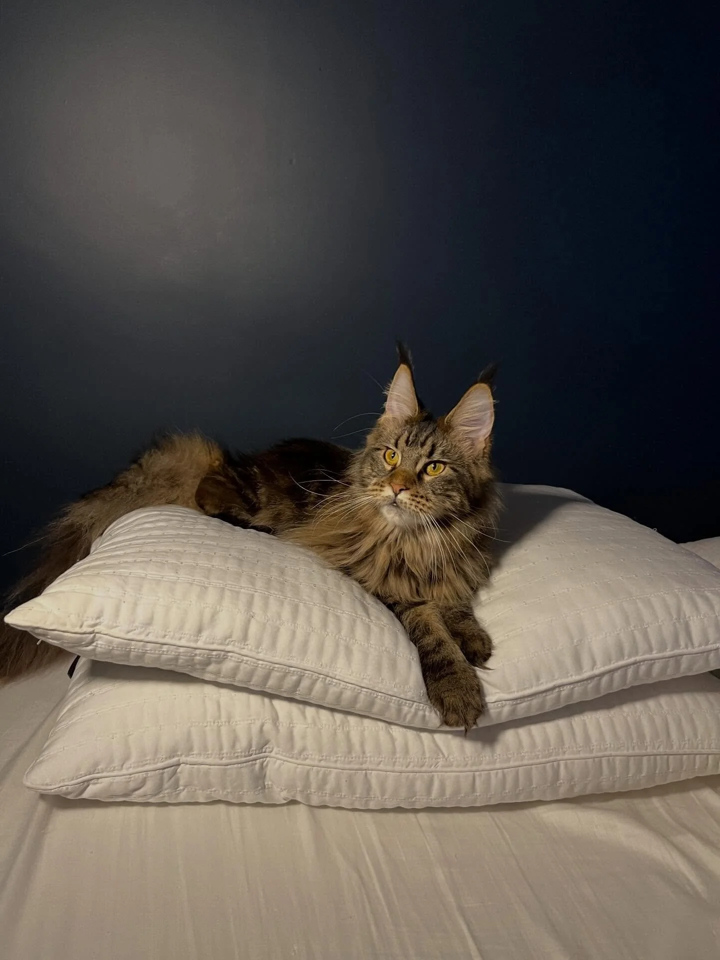 You already know I had to show off the night model. Of course she has to lay on my pillows while the covers are being washed! She knows no boundaries, she&rsquo;s fearless, she&rsquo;s spoiled, and she&rsquo;s currently biting my phone as I type this