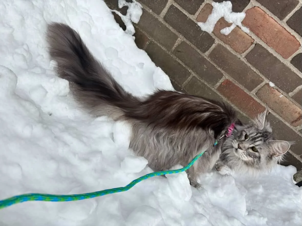 Honey is loving the snow in Connecticut. I absolutely love the pattern and color of her coat😍 Still can&rsquo;t believe these babies will be a year old in a few days