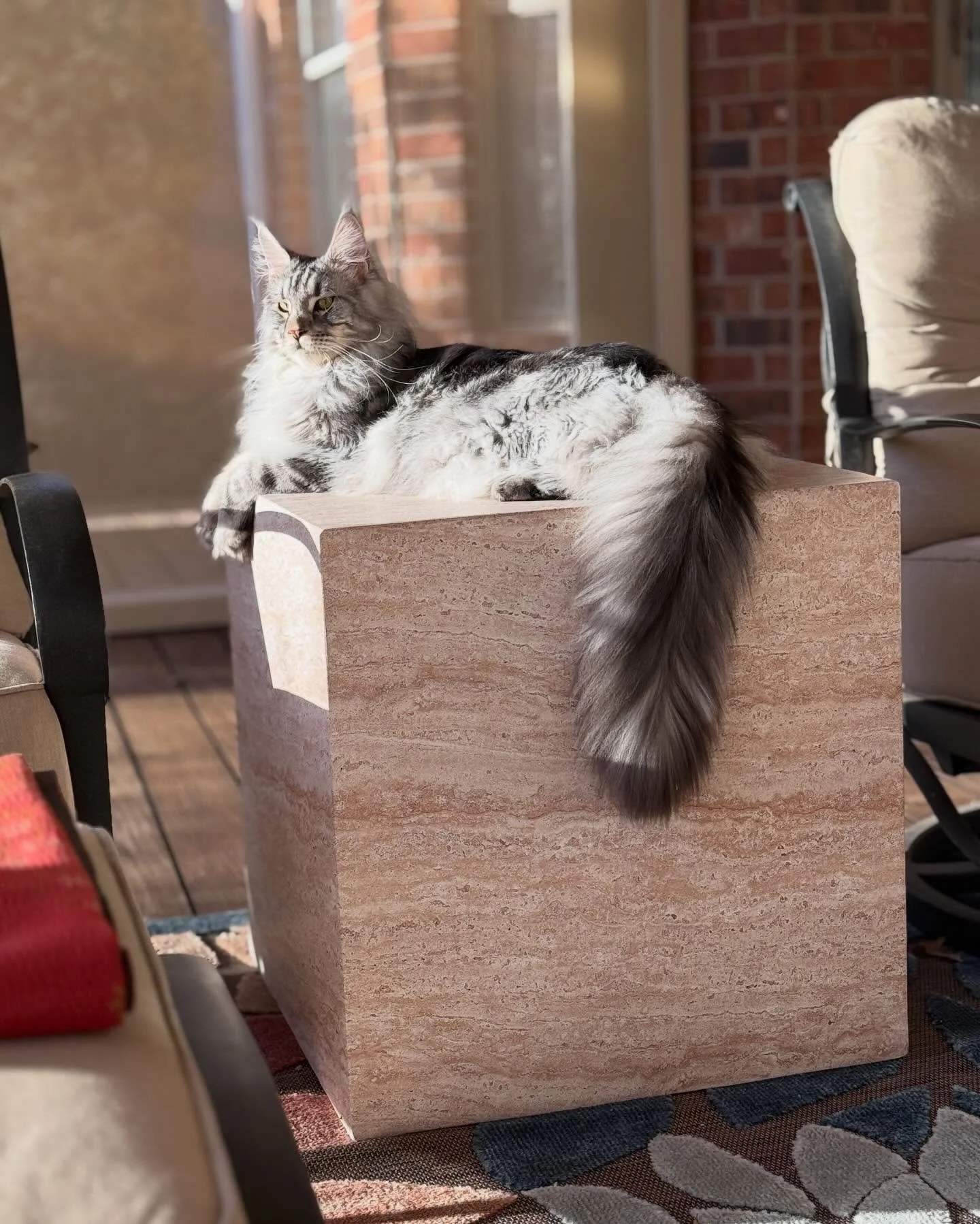 The Bee litter&rsquo;s 1st birthday is coming up ❤️

Here&rsquo;s our big boy Buddy. Our singleton boy of 5 kittens. I still can&rsquo;t believe how big he is at under a year!! He&rsquo;s living his best life in Texas.