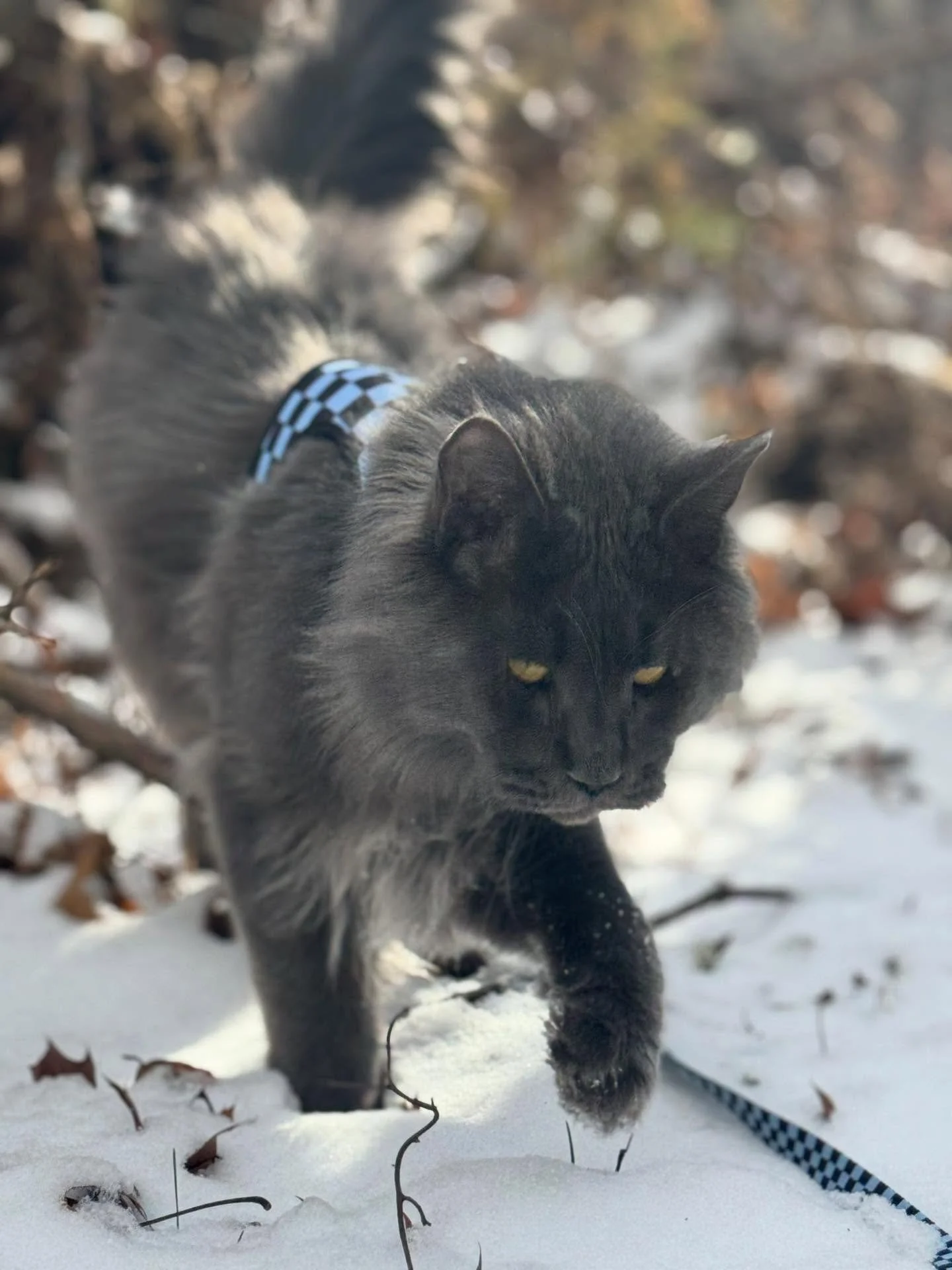 Stormy in his natural habit❄️