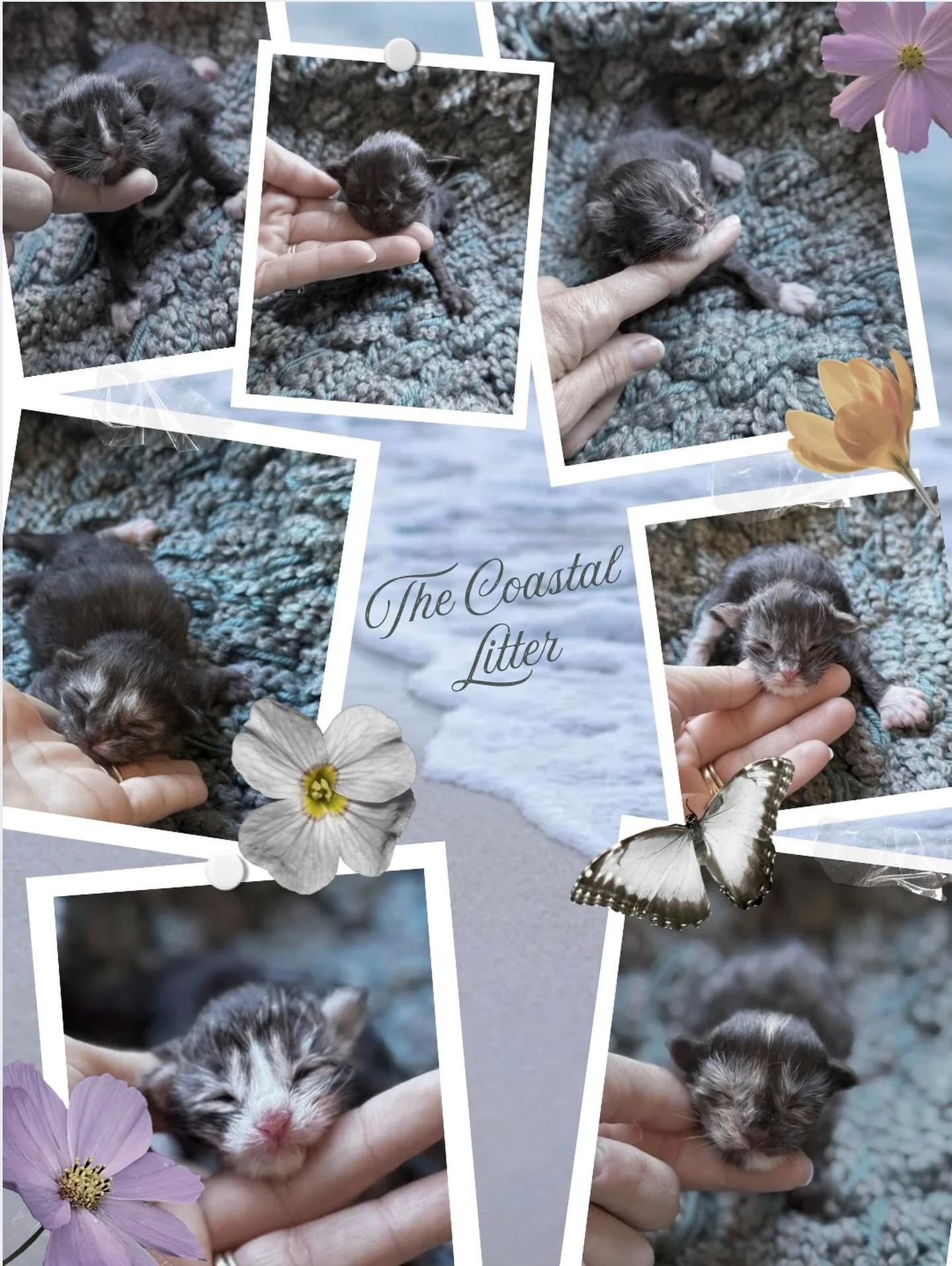 Introducing The Coastal Litter!!🤍🩵💙

Queen Beatrice gave birth to 7 beautiful kittens. There are 5 boys and 2 girls. Please give name suggestions that match the theme. I will do an official introduction when the babies are older.