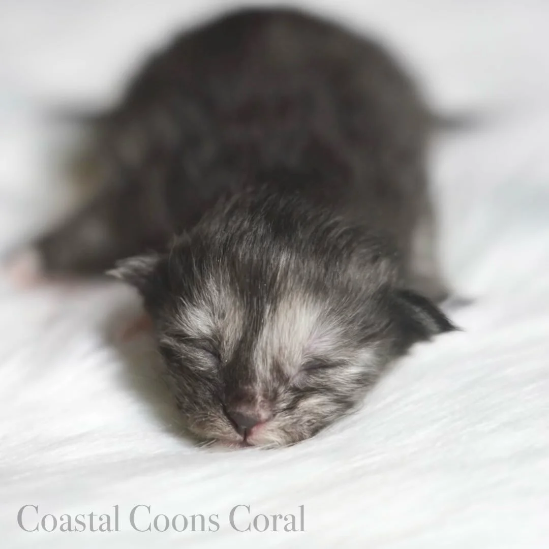 Happy 1️⃣ week to the Coastal litter!!!

Two of the babies have their eyes partially opened. Everyone is gaining weight beautifully. They are are still at that new born &ldquo;drunk&rdquo; stage so it was difficult to get still photos haha and Momma 