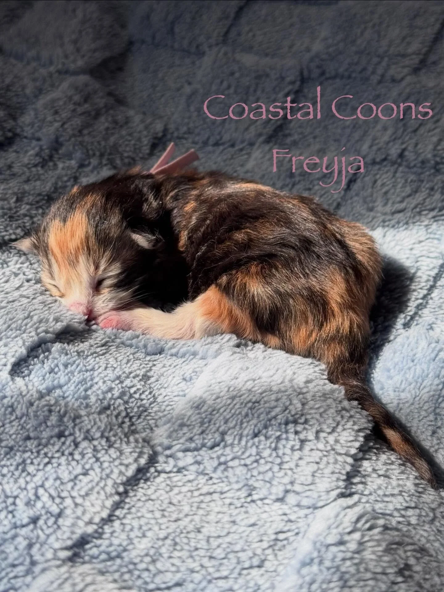 ✨Welcome the Divine Litter✨

Ladybird delivered 4 beautiful babies yesterday. 
&bull;Freyja- Calico with White Polydactyly. Freyja is a Norse goddess that rides on a cat drawn chariot. So it was only fitting. 
&bull;Ceridwen (pronounced keh-ruh-dwn)-