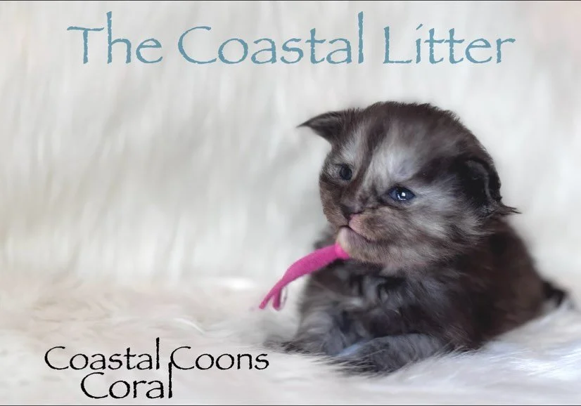 Happy 2 weeks to the Coastal Litter!!

In as little as a week, these babies can now lift their heads, take small steps, stand up and of course tumble over. Everyone&rsquo;s eyes are open and can see clear. 

Notice we decided to change Dune&rsquo;s n