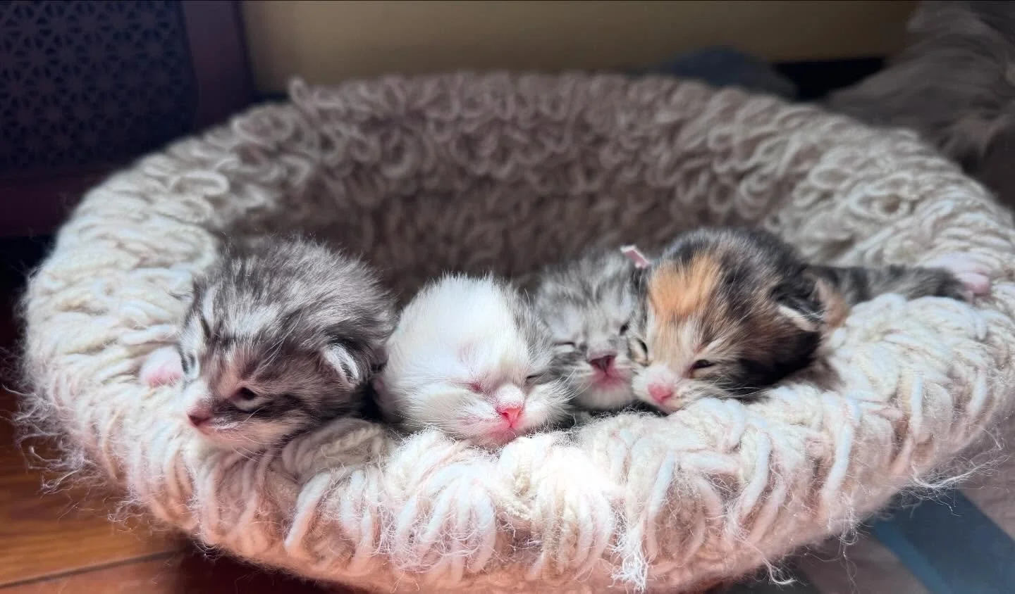 Happy 1 week to the Divine Litter.

A basket full of kittens is truly the cutest thing on earth. The morning light pouring in from the window makes for a perfect photo shoot🌞

#kittens #cats