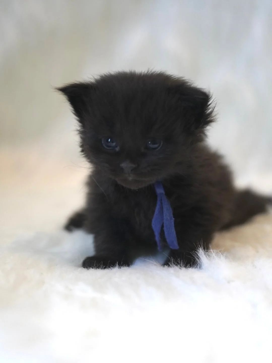 Happy 3 Weeks old to Caspian of the Coastal Litter💙💙💙