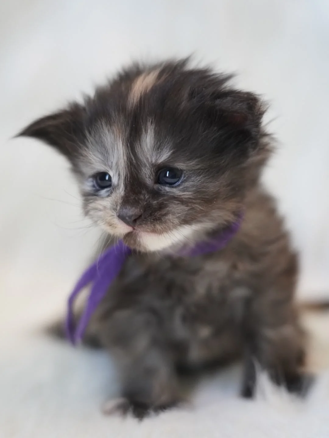 Happy 3 Weeks old to Calypso of the Coastal Litter💜💜💜