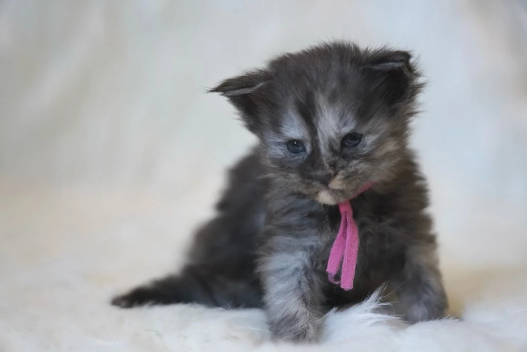 Happy 3 Weeks old to Coral of the Coastal Litter🩷🩷🩷