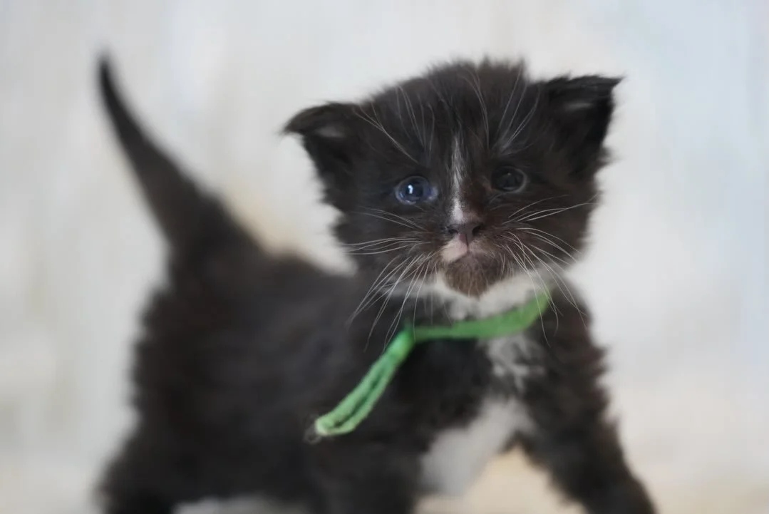 Happy 3 Weeks old to Crest of the Coastal Litter💚💚💚