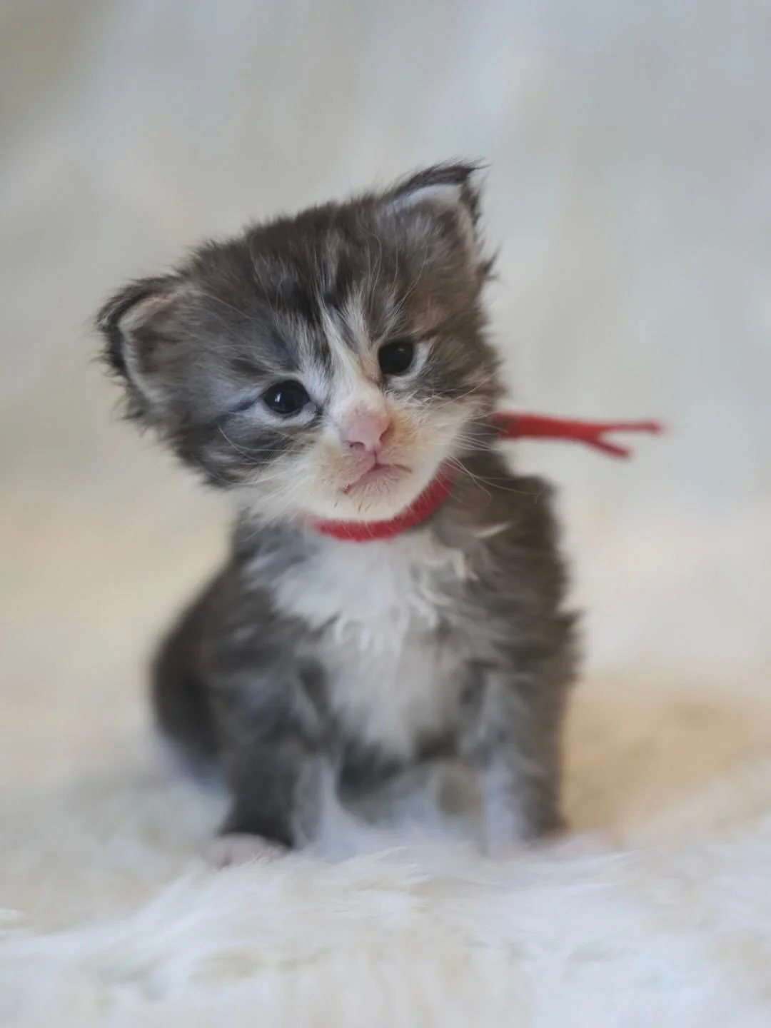 Happy 3 Week old to Cove of the Coastal Litter❤️❤️❤️