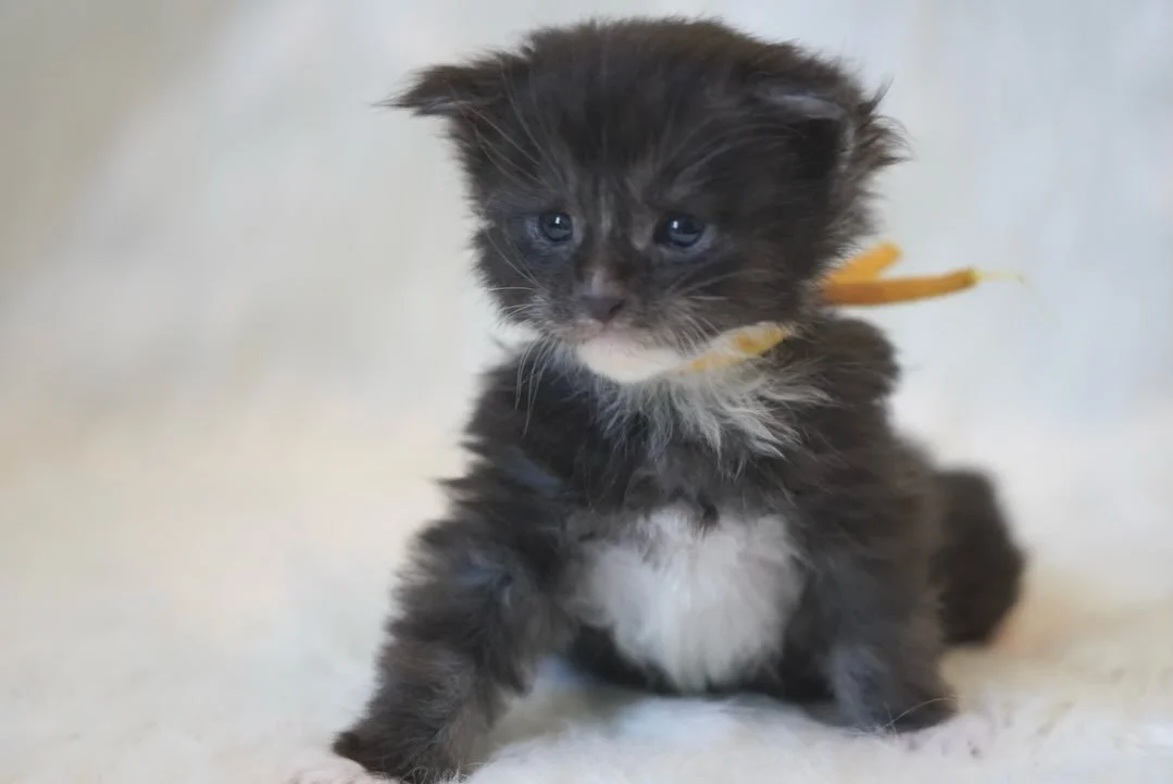 Happy 3 Weeks old to Caribbean of the Coastal Litter💛💛💛