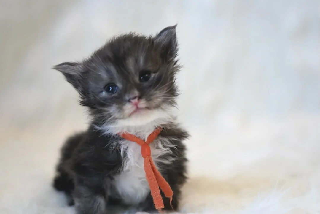 Happy 3 Weeks old to Cirrus of the Coastal Litter🧡🧡🧡