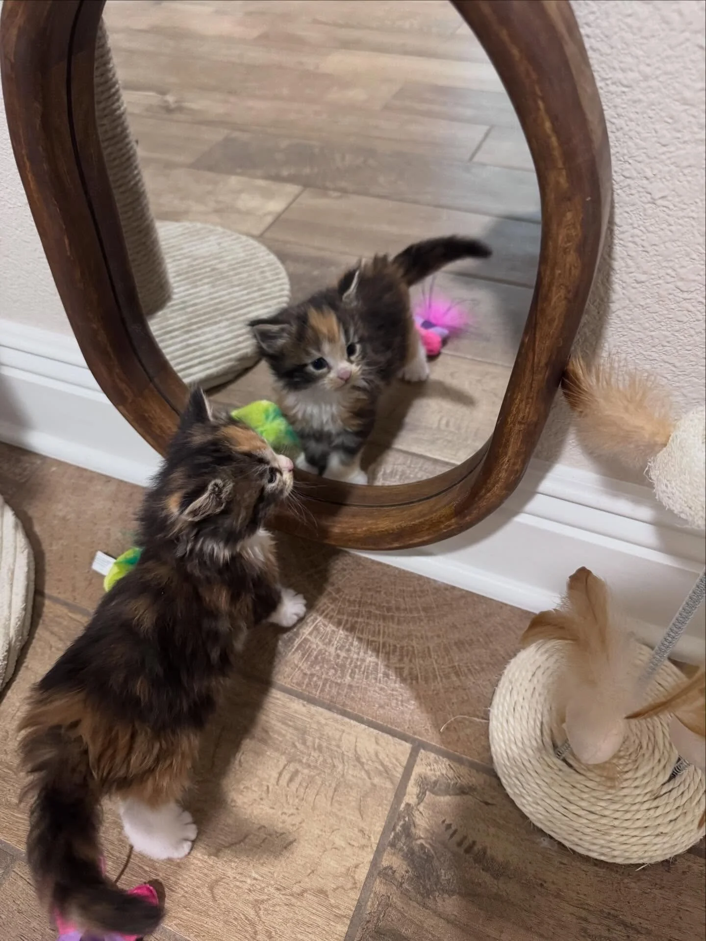 Mirror mirror on the wall who&rsquo;s the fairest of them all? #mainecoonkitten