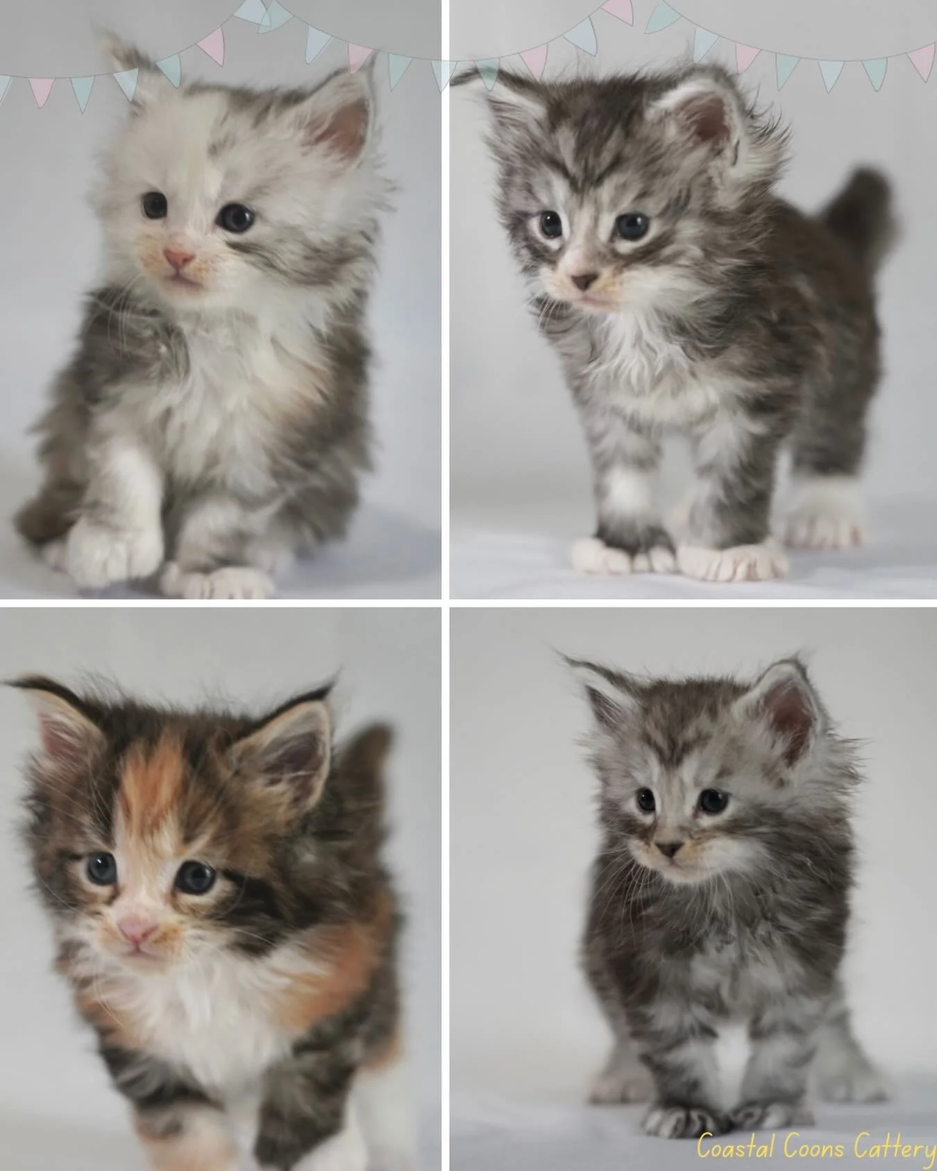 Happy 1 month to the Divine Litter!