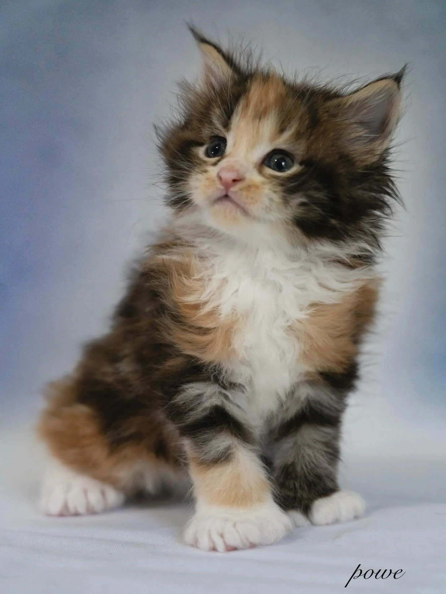 Very proud of this photo I shot and edited! 🥰 Freyja really did all the work because she&rsquo;s so beautiful #mainecoonkitten