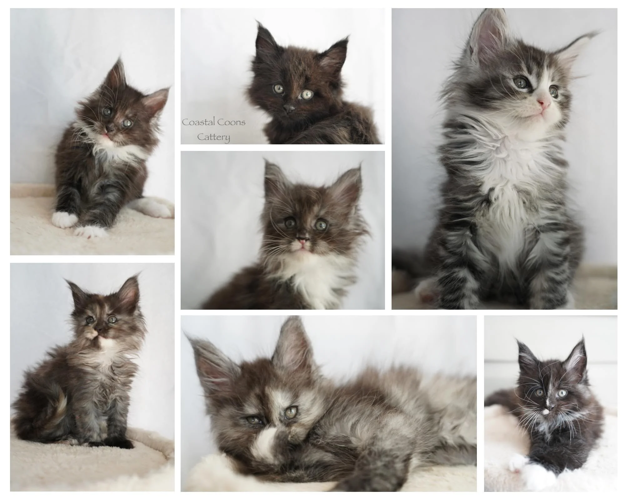 I forgot to post their 7 week photo updates last week to I did their 8 week photos early. Everyone is growing beautifully. They received their first vaccine at 6 weeks and get their second vaccine at 9 weeks. Their personalities are to die for. I cou