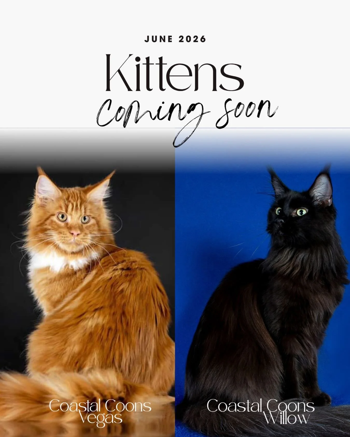 Coastal Coons is expecting a champion litter in June!! Very excited about this pair up! Vegas championed at the young age of 9 months old and Willow recently Championed this past TICA Spring season. Both parents are completely health tested, passing 