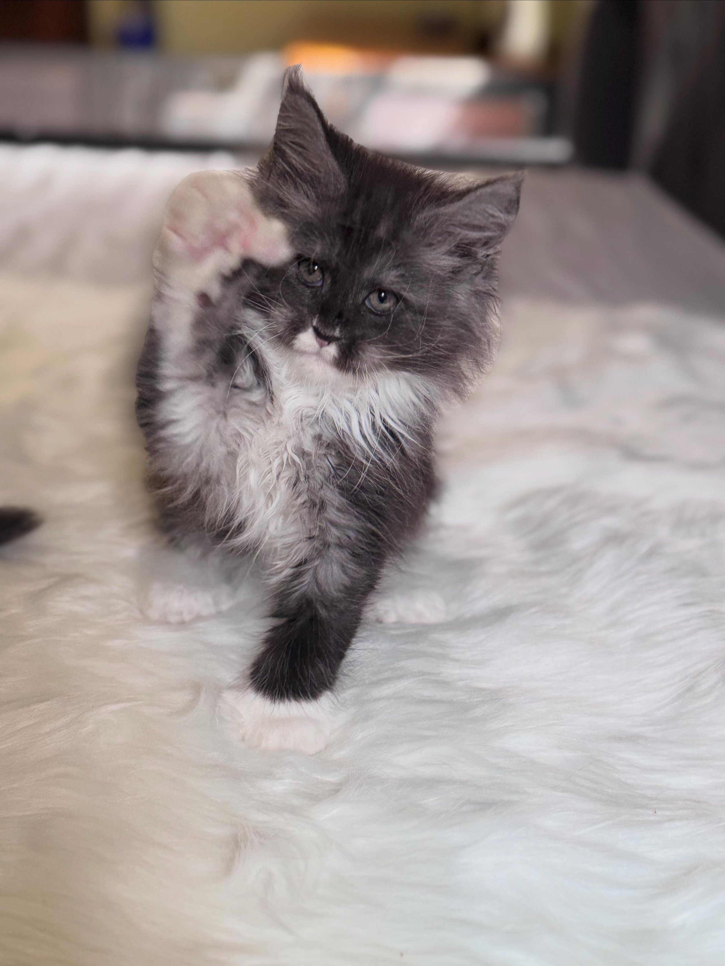 Big boy Cirrus had a growth spurt. Cirrus was the smallest of the 7 and has surpassed 3 of his siblings 🩵Happy 9 weeks old Cirrus.