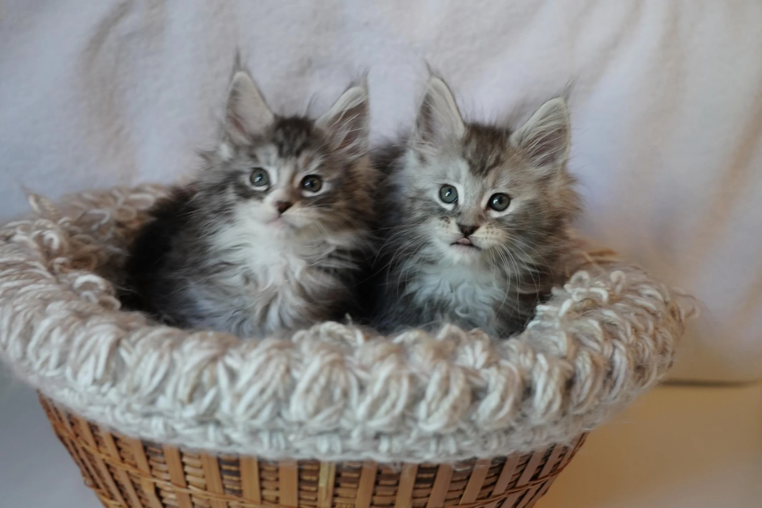 Happy 2 months to my sweet Divine babies. You guys are so special to me. Time is going by too quickly and before you know it&rsquo;ll you&rsquo;ll be in your amazing homes I picked for you. #mainecoonkittens