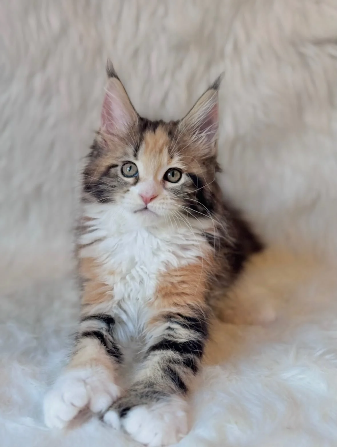 Happy 10 weeks to the Divine Litter!!