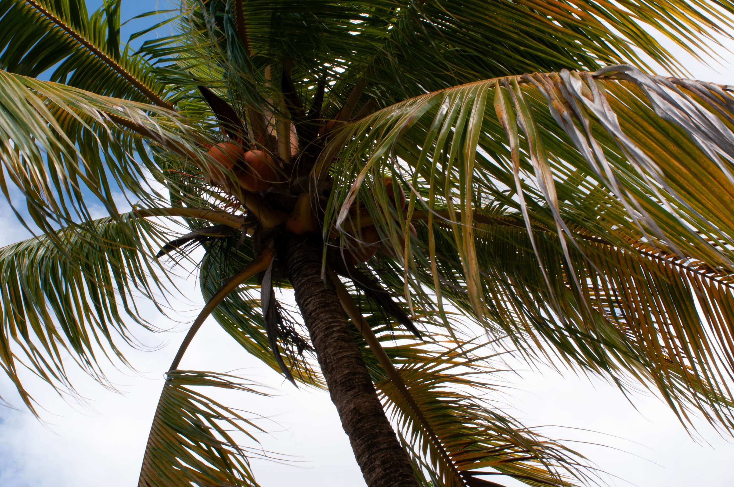 Palm Tree 2017 / Beauty shows itself in a lighting that conveys the importance of ethics in everyday life to sustain the natural ethos in an artist and an observer.