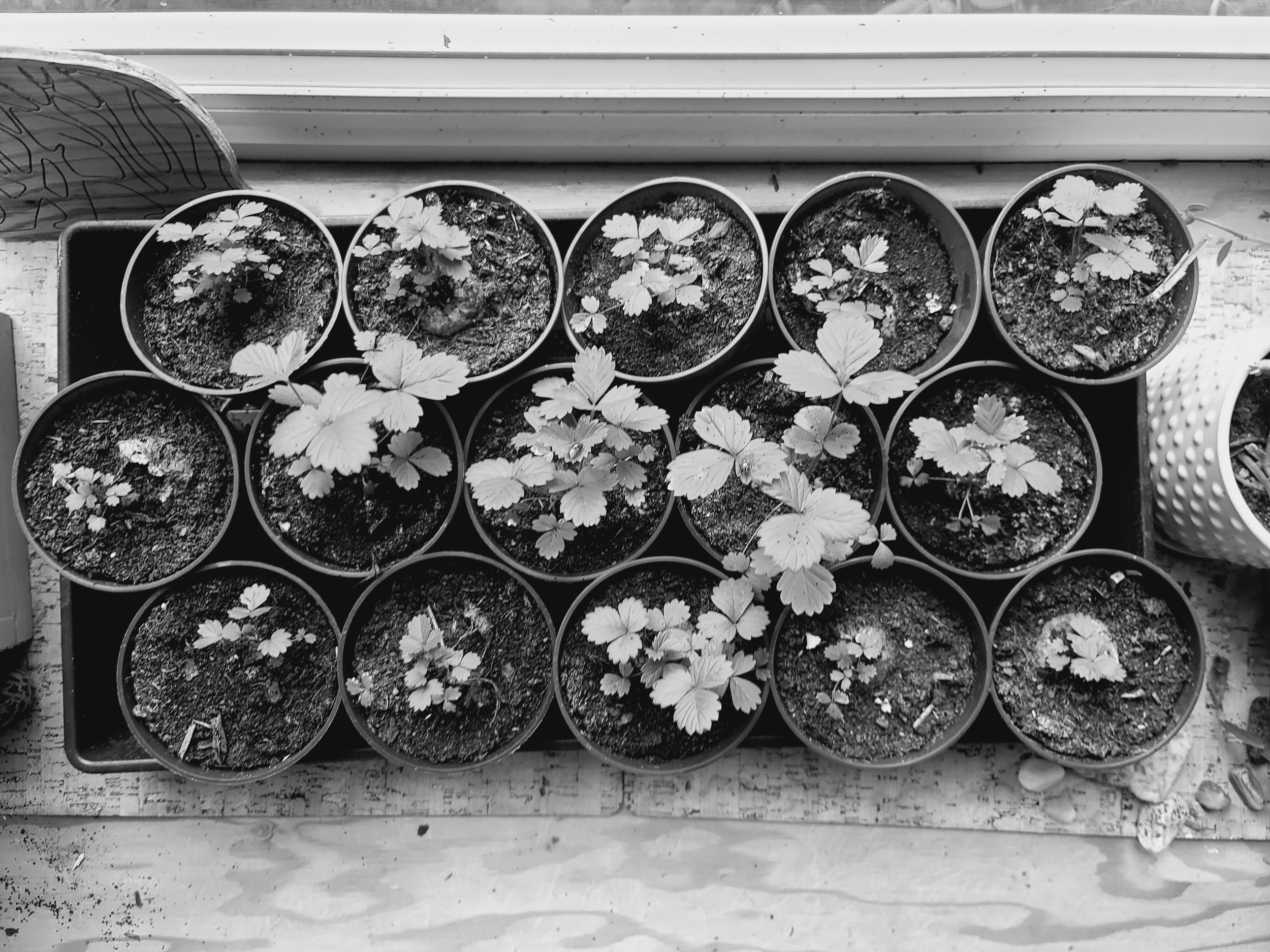 In 2022-24, tensions at home and overseas amid extreme post Covid-19 nuclear aggression made all that grew almost impossible. These little strawberries grew from seed, but the heat in the summer would make every tiny leaf grow tangible and compact.