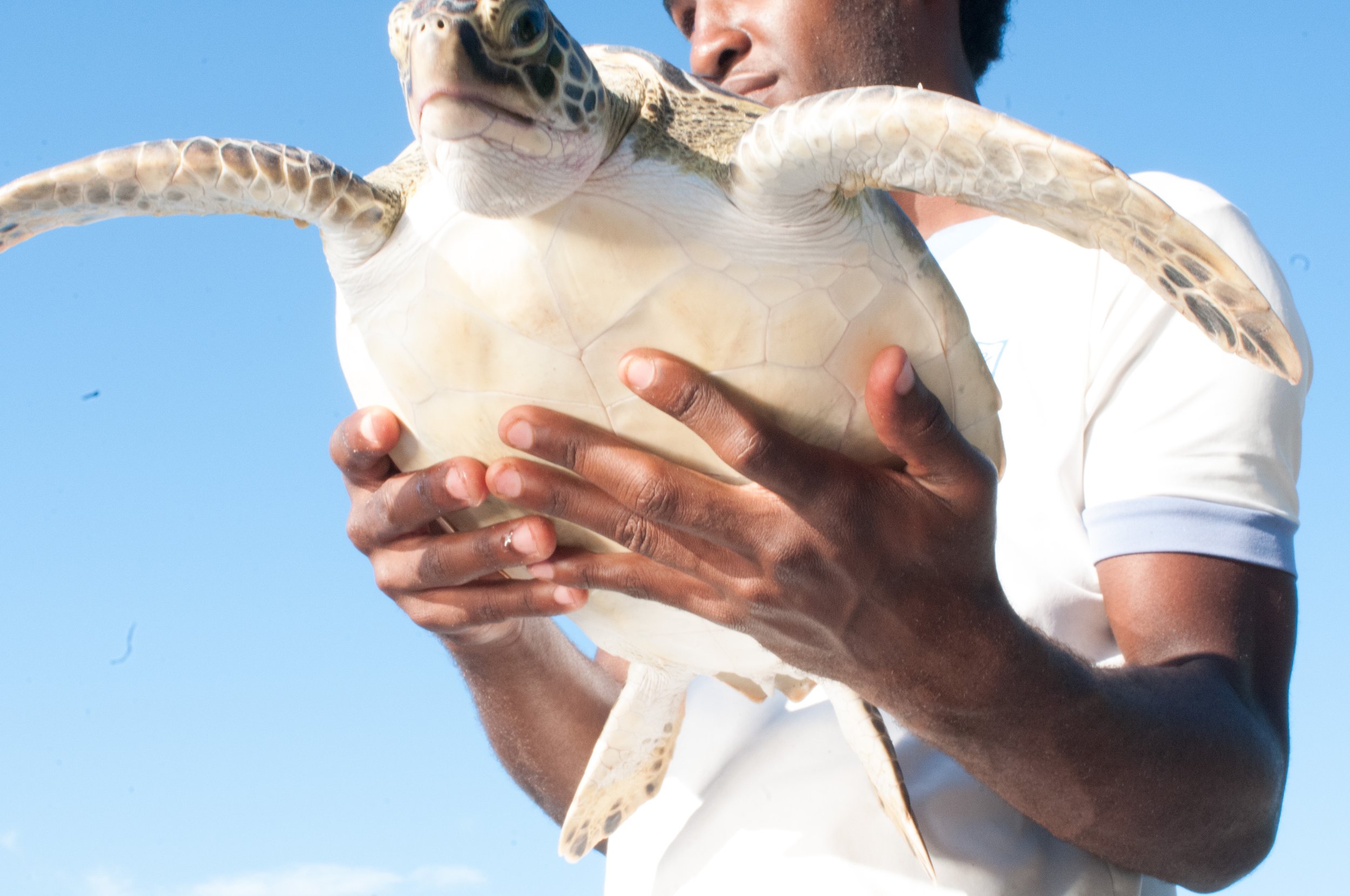 Fishing Net Turtle 2017/ This family had accidentally caught a sea turtle that was being released, It's preservation more fragile due to the environment and population control as our earth becomes less able to support what our people expect prior to