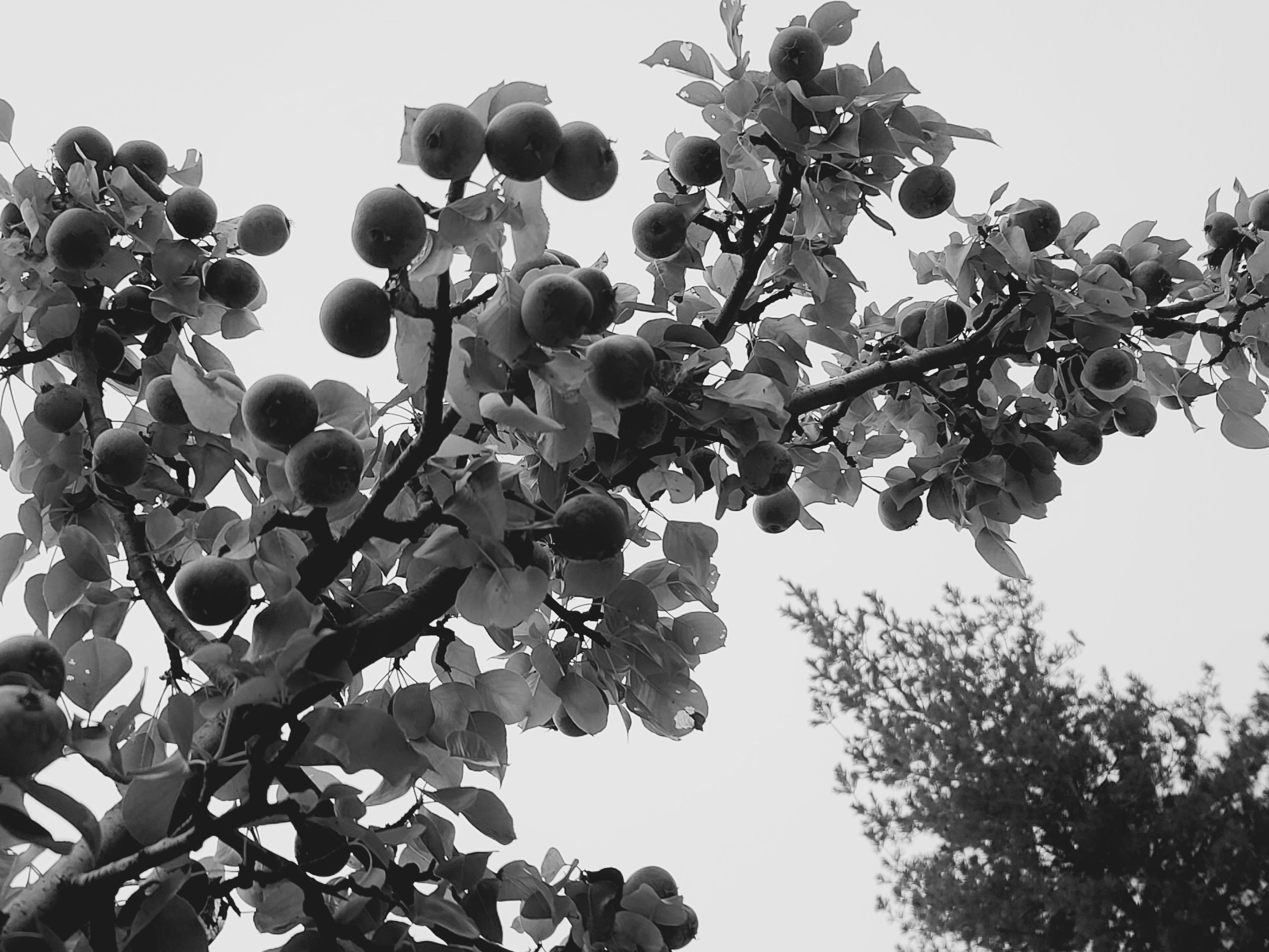 Like the tree of plenty, the Covid-19 pandemic and the three years of nuclear aggression creates a state of mind that forces an individual to look for solutions outside of what is being told. To learn that essential roots of a subject go back centuri