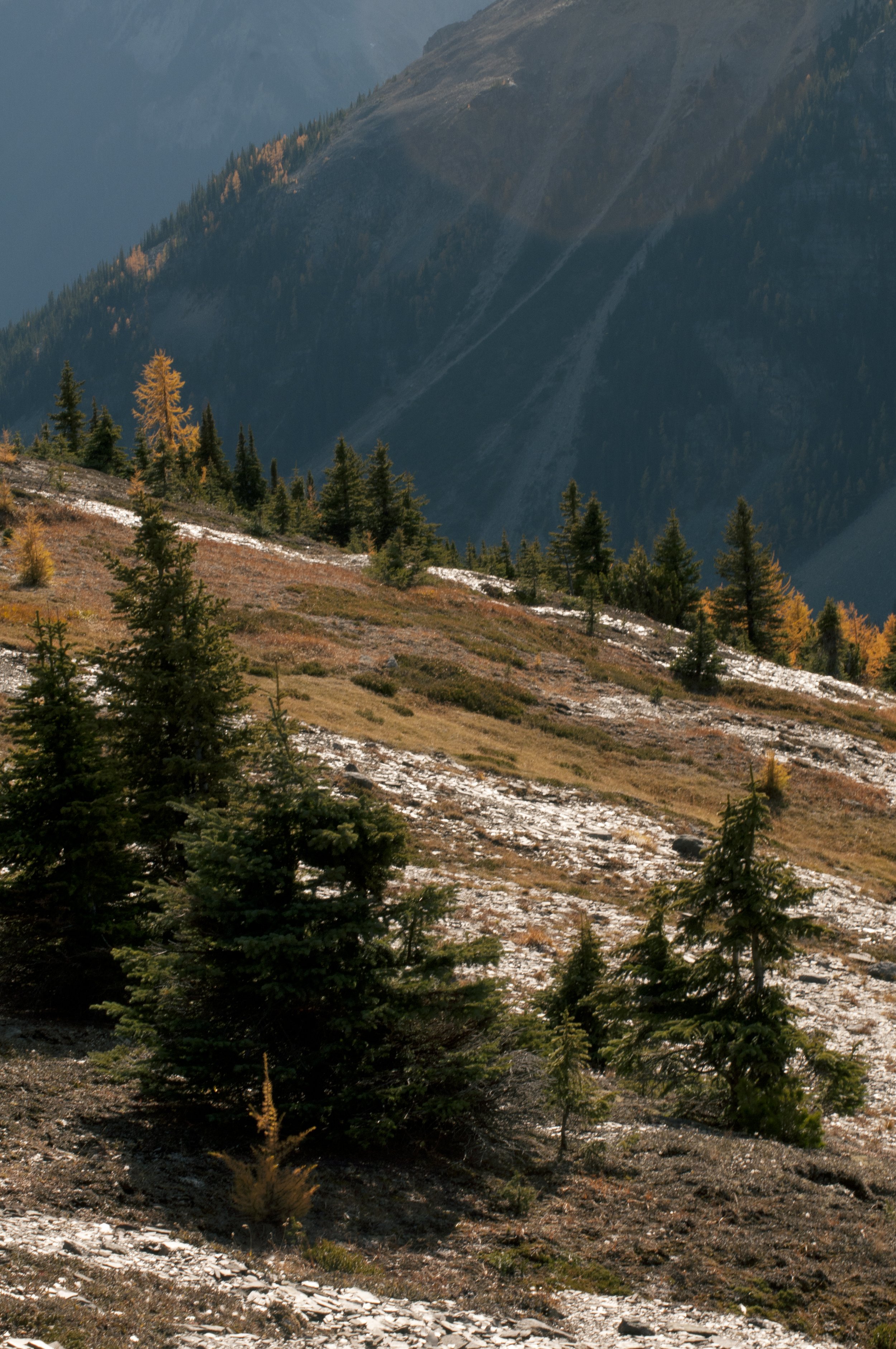 When the sun shines down on open meadows like these, it creates safe places for creatures like bears to forage during the day without being obstructed by exhausting dead fall. However, when darkness falls, the fear of being left out exposed under the