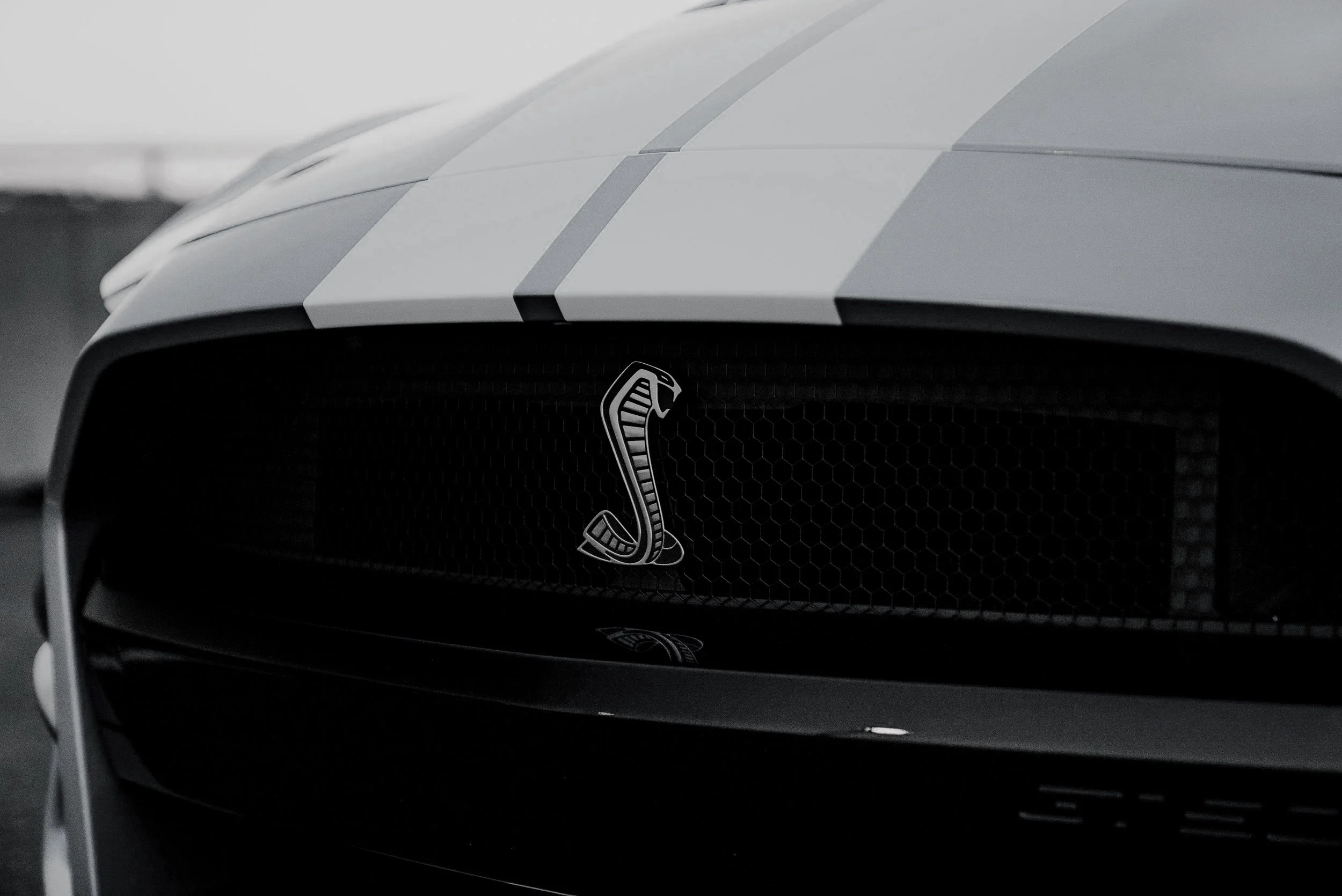Close view of a Shelby grille and Cobra emblem