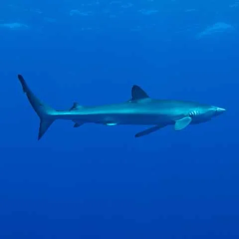 Picture of a Blue Shark