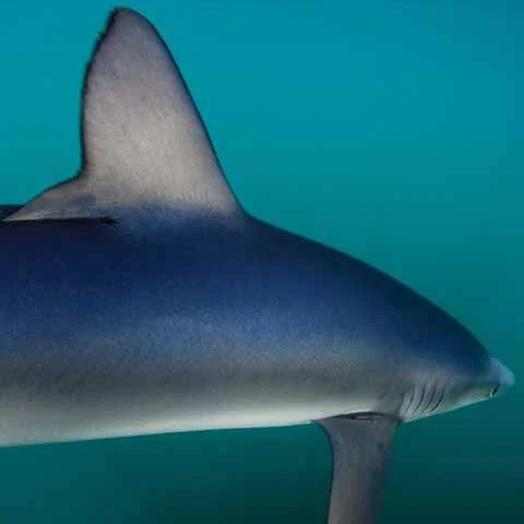 Picture of the side view of a Blue Shark’s first dorsal fin and right pectoral fin