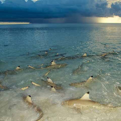 Picture of several Blacktip Reef Sharks hunting near the shore
