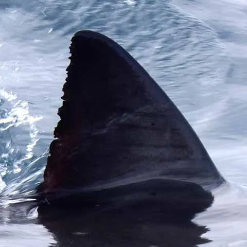 Picture of the fin of a Great White Shark