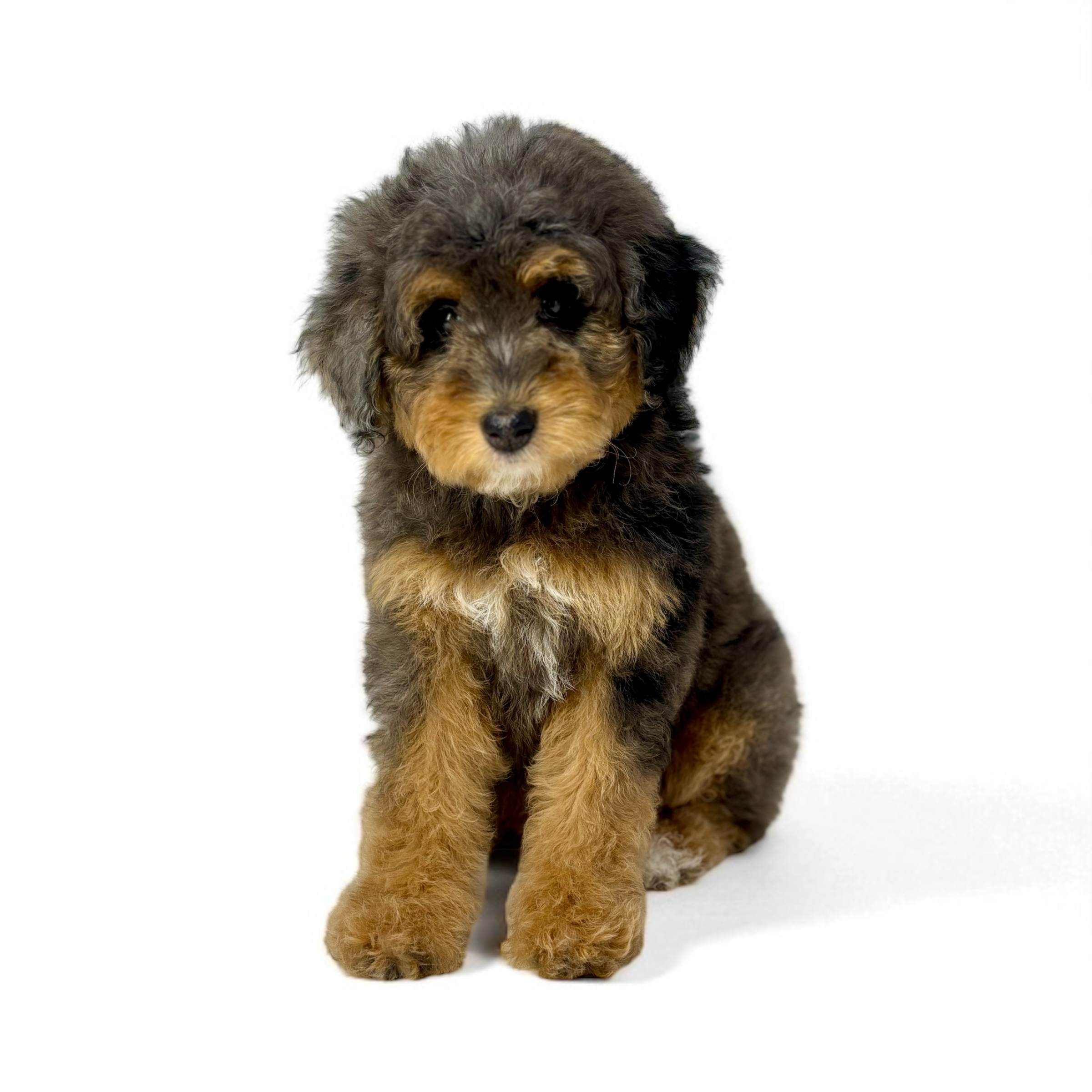 Cute puppy with curly black and brown fur sitting on white surface with a white background.