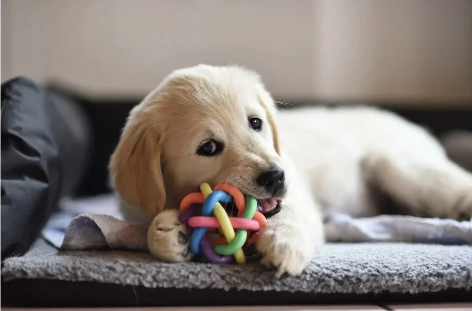 Cute cream golden retriever puppy lying on a blanket, chewing on a colorful rubber toy ball.