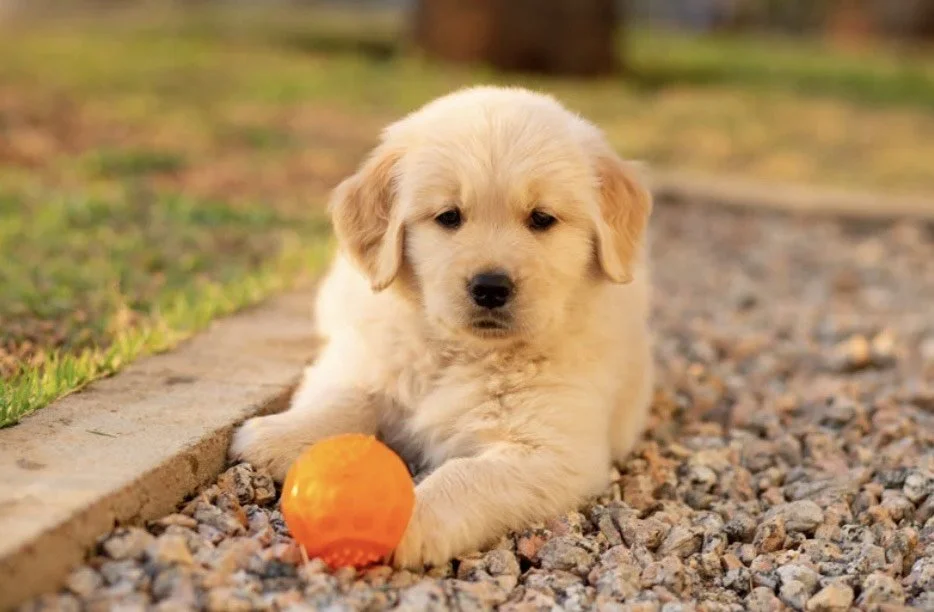 Cute golden retriever puppy lying on gravel with an orange ball in front.