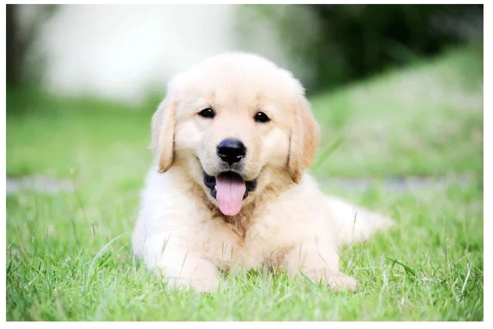 Cute golden retriever puppy lying on green grass with tongue out.