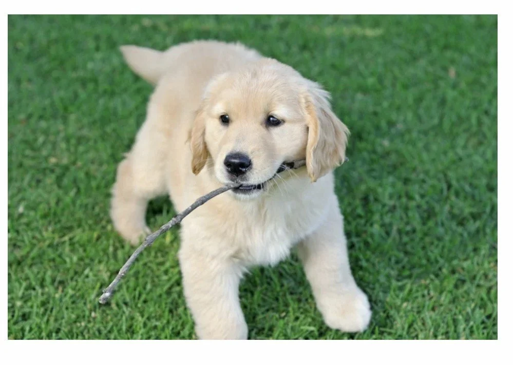 A adorable golden retriever puppy playing outdoors with a small stick in its mouth, standing on green grass.