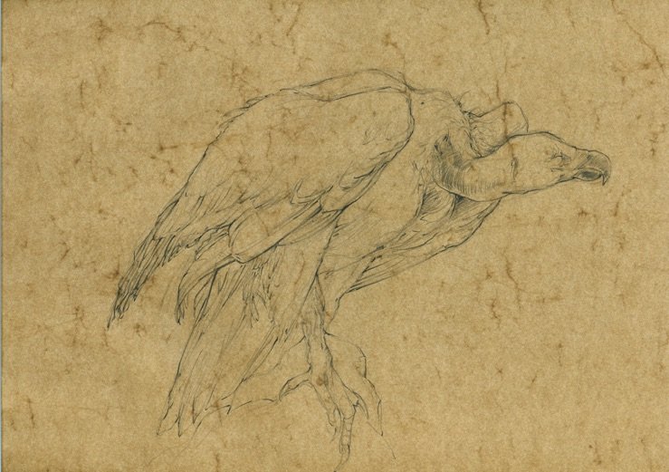 Griffin Vulture