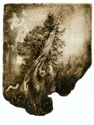 Ancient Cedar