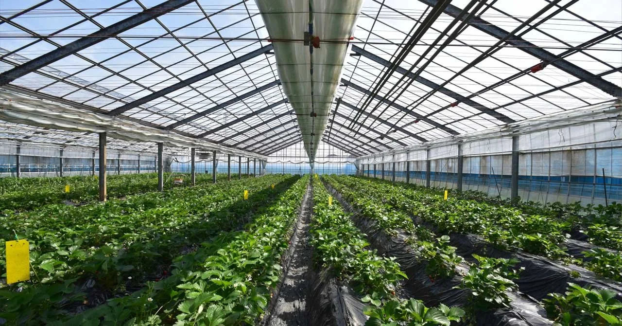 An image of greenhouse cultivation